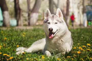 Dog. Portrait of Siberian Husky.