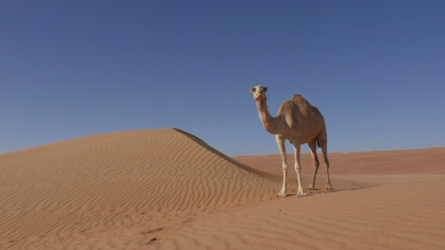 Camel is standing between sand dunes in Oman