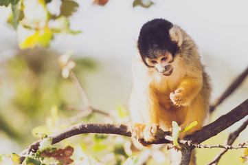 Fototapeta premium Singe saimiri à tête noire