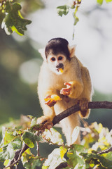 Saïmiri à tête noire