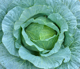 cabbage in the garden