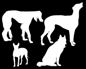 four white silhouette isolated on black dogs