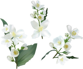 three jasmin flower branches on white illustration
