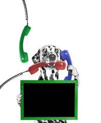 dog keeps frame in its paw and phone in its mouth and paw