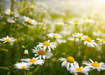 Field of daisies