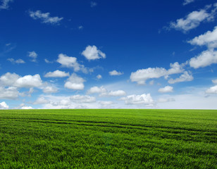 Naklejka premium green field