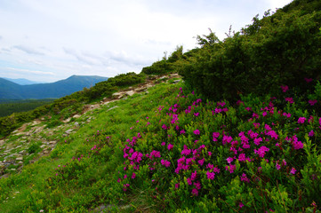 Mountain landscape in summer