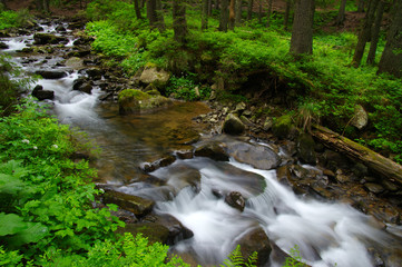 Obraz premium Stream in the wood