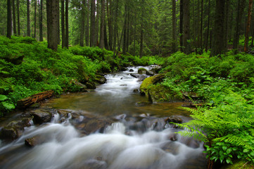 Fototapeta premium Mountain river in forest.