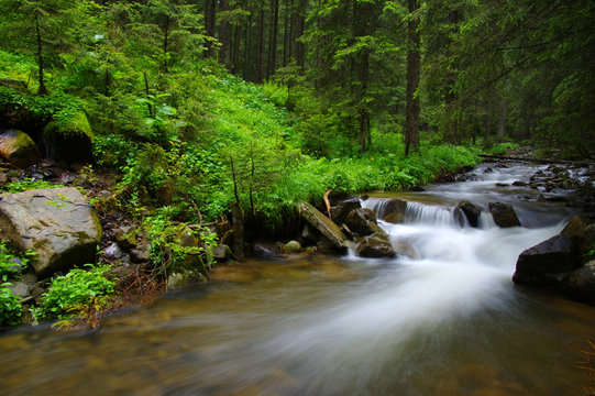 Mountain river in forest.