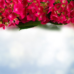 pink  hortensia flowers