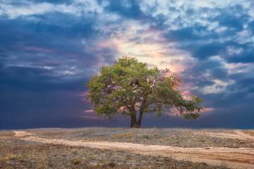 lonely  pine tree landscape at sunset beautiful sky road