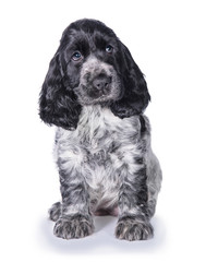 Adorable english cocker spaniel puppy sitting isolated on white