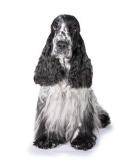 English cocker spaniel dog sitting isolated on white