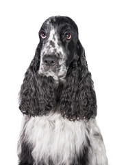 Portrait of english cocker spaniel dog
