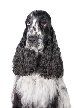 Portrait Of English Cocker Spaniel Dog