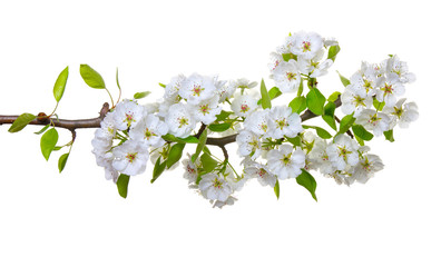 Fototapeta na wymiar blossoms isolated on white