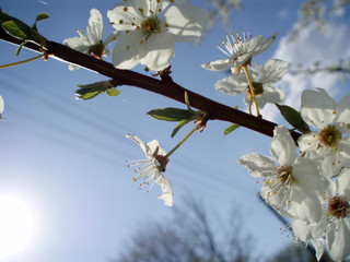 цветение сливы