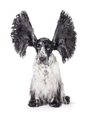 Funny english cocker spaniel dog with big ears up isolated on white