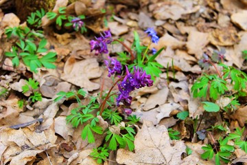 Purple corydalis flowers 