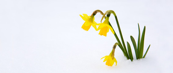 Narcissus on tne snow garden.