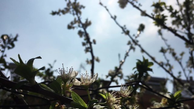 Mandorlo in fiore