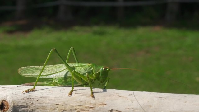 Heupferd im Sommer