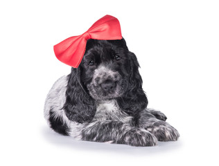 Adorable english cocker spaniel puppy with red bow on its head