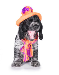 Funny english cocker spaniel puppy yawning dressed in a knitted hat and scarf