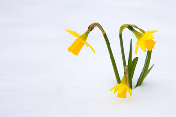 Narcissus on tne snow garden. © Swetlana Wall
