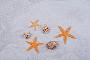 Orange starfishes and shells on a sand background