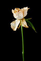 Verwelkte Wei&szlig;e Rose