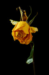 Verwelkte Gelbe Rose