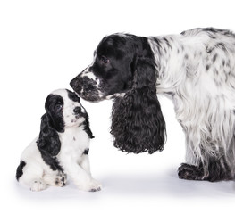 English cocker spaniel dog with its puppy