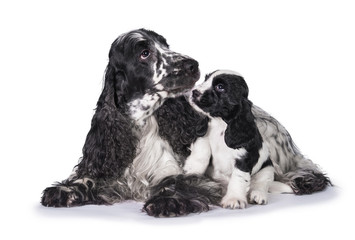 English cocker spaniel dog with its puppy