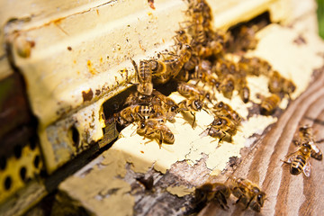 Plenty of bees at the entrance of beehive in apiary.