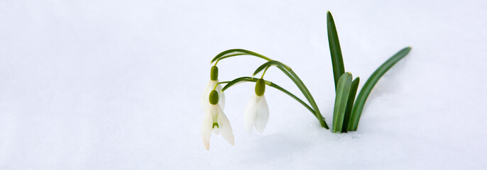 Spring snowdrop flowers with snow in the garden.