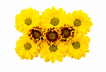 Naklejka premium beautiful chrysanthemum isolated