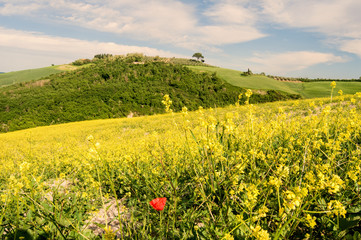 Tuscany spring landscape