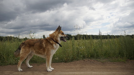 Naklejka na ściany i meble Photo of a dog on the background of a green summer meadow and a forest