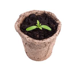 small green seedings in round pots