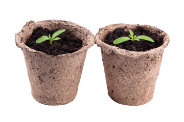small green seedings in round pots