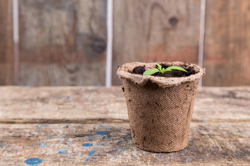 small green seedings in round pots