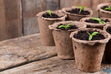 small green seedings in round pots
