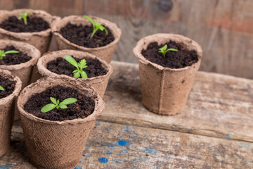 small green seedings in round pots