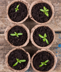 small green seedings in round pots
