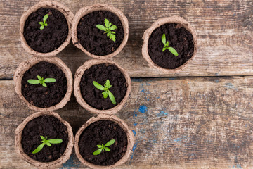 small green seedings in round pots