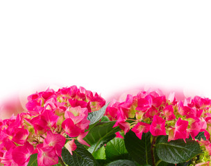 pink  hortensia flowers