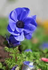 blue anemone flower in the flowerbed