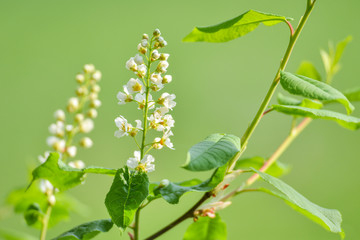 Blüte in Farbe weiß ist am blühen im Frühling